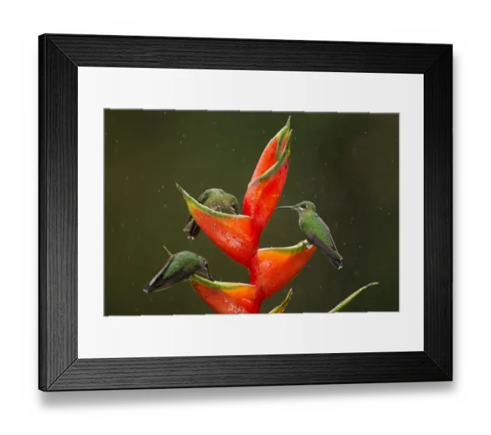 Framed Print : Green-crowned brilliant (Heliodoxa jacula), three feeding on Lobster-claw (Heliconia Framed Print : Green-crowned brilliant (Heliodoxa jacula), three feeding on Lobster-claw (Heliconia