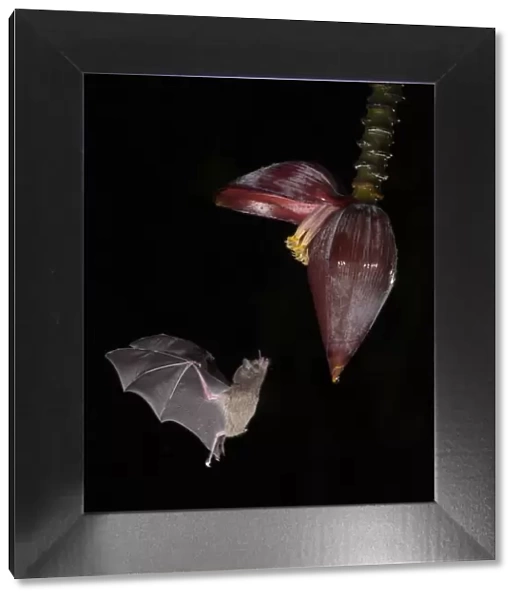 Leaf-nosed bat (Phyllostomidae sp) flying towards Banana (Musa sp) flower to feed