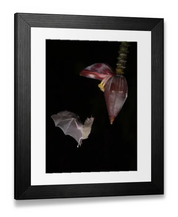 Framed Print : Leaf-nosed bat (Phyllostomidae sp) flying towards Banana (Musa sp) flower to feed Framed Print : Leaf-nosed bat (Phyllostomidae sp) flying towards Banana (Musa sp) flower to feed