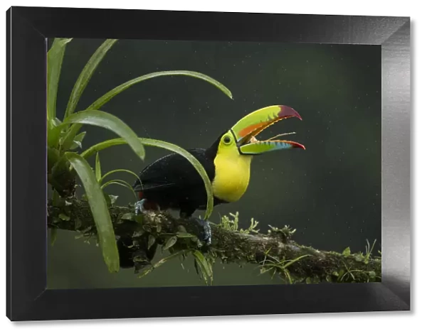 Keel-billed toucan (Ramphastos sulfuratus) perched on branch with beak open