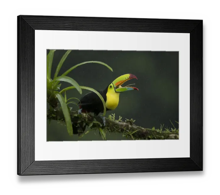 Framed Print : Keel-billed toucan (Ramphastos sulfuratus) perched on branch with beak open