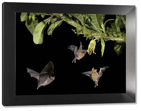 Leaf-nosed bat (Phyllostomidae sp), three nectaring on flower. Costa Rica