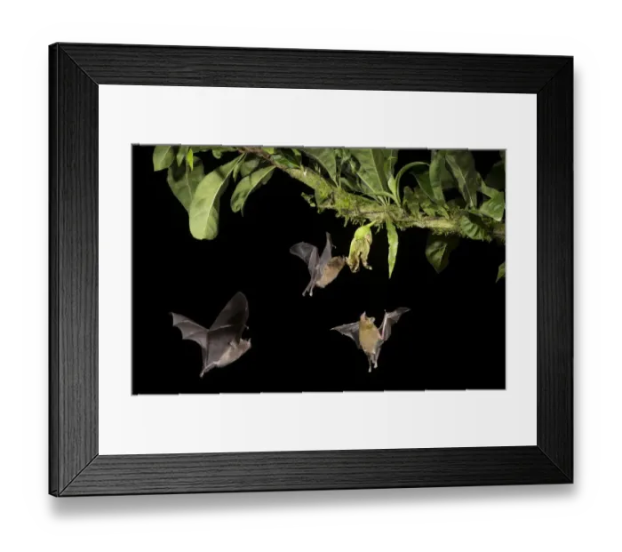 Framed Print : Leaf-nosed bat (Phyllostomidae sp), three nectaring on flower. Costa Rica