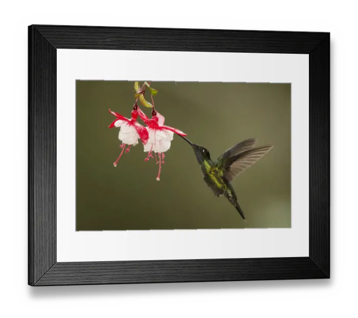 Framed Print : Rivolis hummingbird (Eugenes fulgens) nectaring on Fuchsia (Fuchsia sp) flower Framed Print : Rivolis hummingbird (Eugenes fulgens) nectaring on Fuchsia (Fuchsia sp) flower