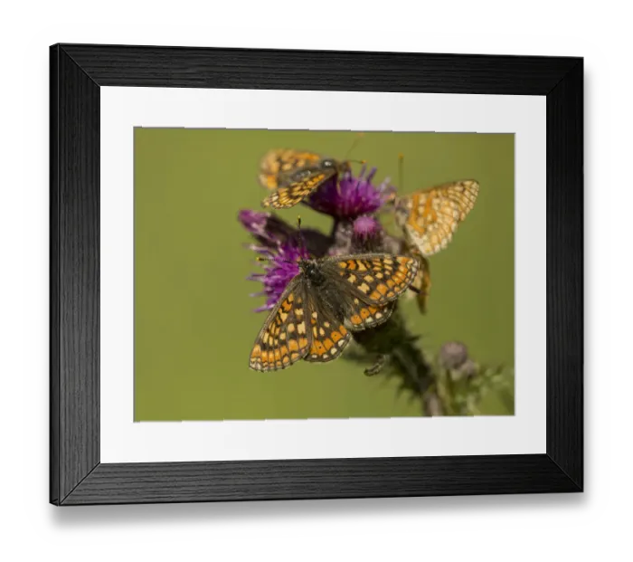 Framed Print : Marsh fritillary (Euphydryas aurinia), group feeding on Marsh thistle (Cirsium palustre) Framed Print : Marsh fritillary (Euphydryas aurinia), group feeding on Marsh thistle (Cirsium palustre)