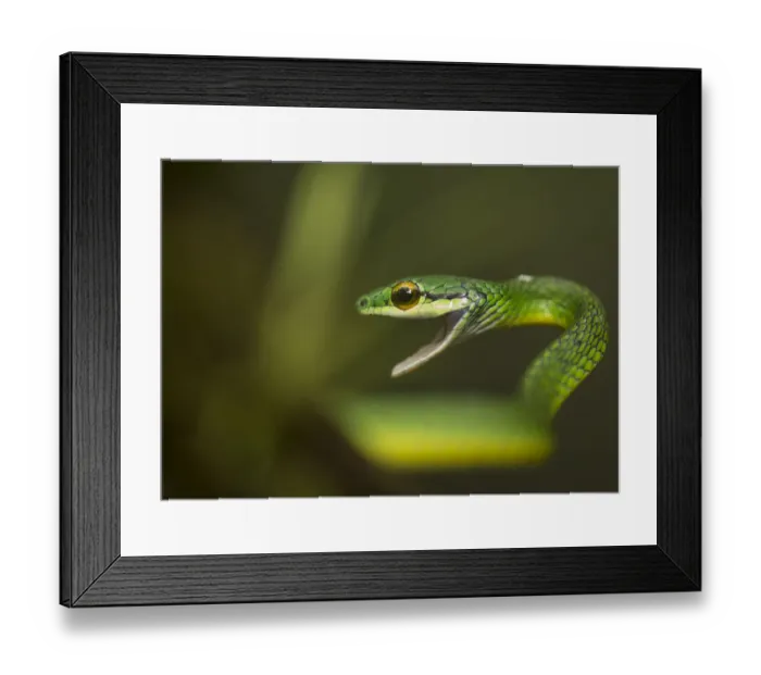 Framed Print : Parrot snake (Leptophis ahaetulla) in aggressive pose with mouth open. Costa Rica Framed Print : Parrot snake (Leptophis ahaetulla) in aggressive pose with mouth open. Costa Rica