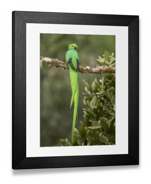 Framed Print : Resplendent quetzal (Pharomachrus mocinno) male perched on branch. Costa Rica Framed Print : Resplendent quetzal (Pharomachrus mocinno) male perched on branch. Costa Rica