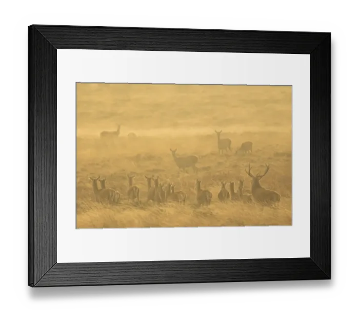 Framed Print : Red deer (Cervus elaphus) herd during rut in morning light. Derbyshire, England, UK Framed Print : Red deer (Cervus elaphus) herd during rut in morning light. Derbyshire, England, UK
