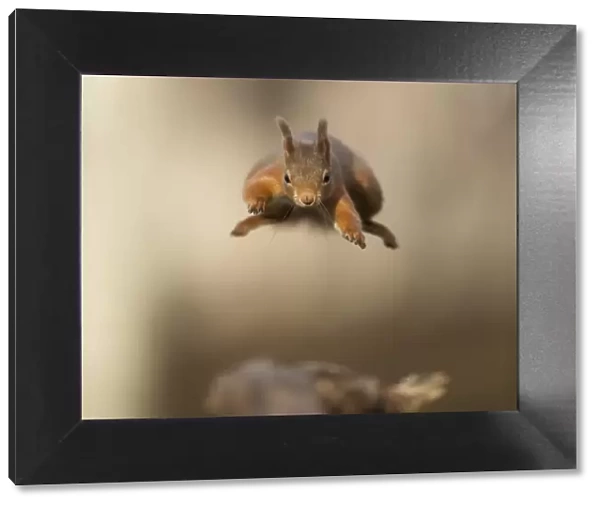 Red squirrel (Sciurus vulgaris) jumping towards camera. Scotland, UK. February