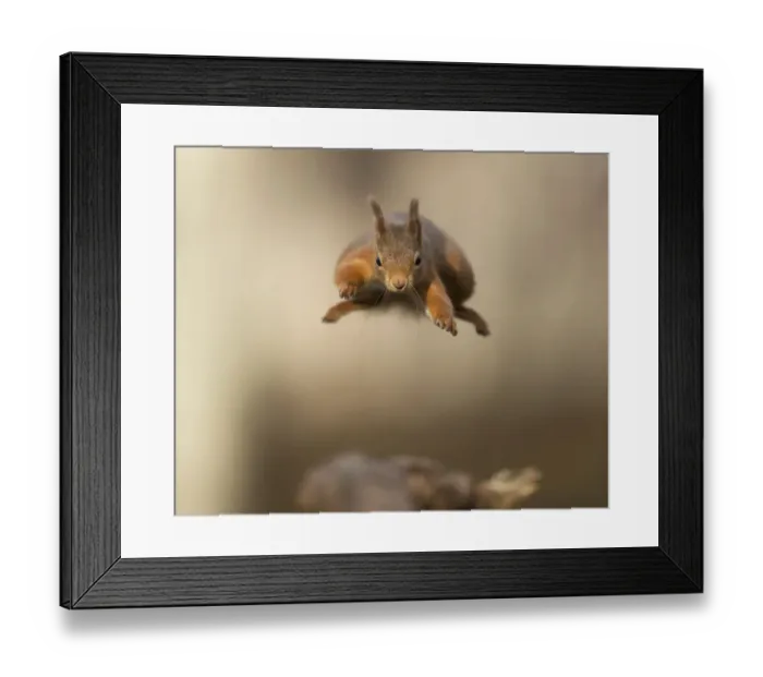 Framed Print : Red squirrel (Sciurus vulgaris) jumping towards camera. Scotland, UK. February Framed Print : Red squirrel (Sciurus vulgaris) jumping towards camera. Scotland, UK. February