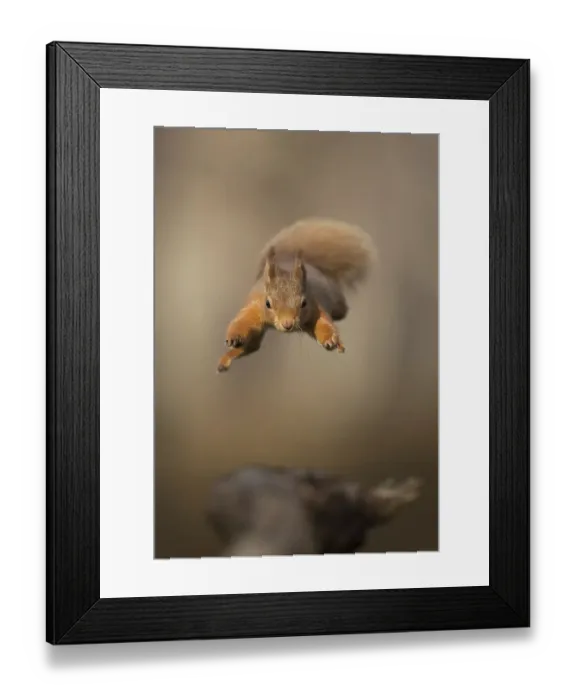 Framed Print : Red squirrel (Sciurus vulgaris) jumping towards camera. Scotland, UK. February Framed Print : Red squirrel (Sciurus vulgaris) jumping towards camera. Scotland, UK. February