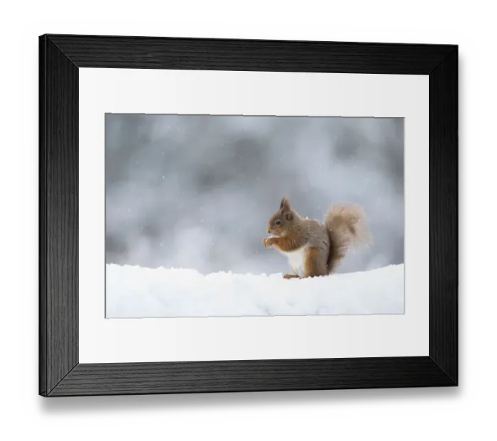 Framed Print : Red squirrel (Sciurus vulgaris) feeding in snow. Scotland, UK. March Framed Print : Red squirrel (Sciurus vulgaris) feeding in snow. Scotland, UK. March