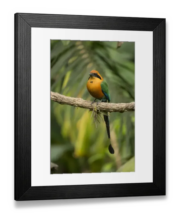 Framed Print : Rufous motmot (Baryphthengus martii) perched on branch. Rancho Naturalista, Cartago Framed Print : Rufous motmot (Baryphthengus martii) perched on branch. Rancho Naturalista, Cartago