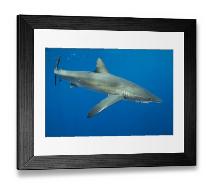 Framed Print : Silky shark (Carcharhinus falciformis). Cocos Island National Park, Costa Rica Framed Print : Silky shark (Carcharhinus falciformis). Cocos Island National Park, Costa Rica