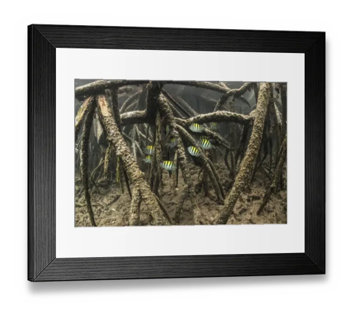 Framed Print : Sergeant major (Abudefduf sp) schooling in mangroves of Isabela Island, Galapagos Framed Print : Sergeant major (Abudefduf sp) schooling in mangroves of Isabela Island, Galapagos