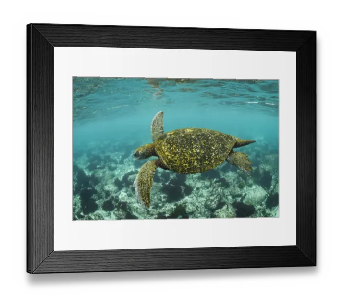 Framed Print : Galapagos green turtle (Chelonia mydas agassizi) swimming in coastal waters of San Cristobal Island Framed Print : Galapagos green turtle (Chelonia mydas agassizi) swimming in coastal waters of San Cristobal Island