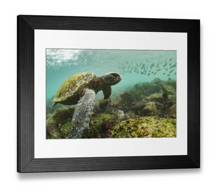 Framed Print : Galapagos green turtle (Chelonia mydas agassizi) swimming above sea floor with shoal Framed Print : Galapagos green turtle (Chelonia mydas agassizi) swimming above sea floor with shoal