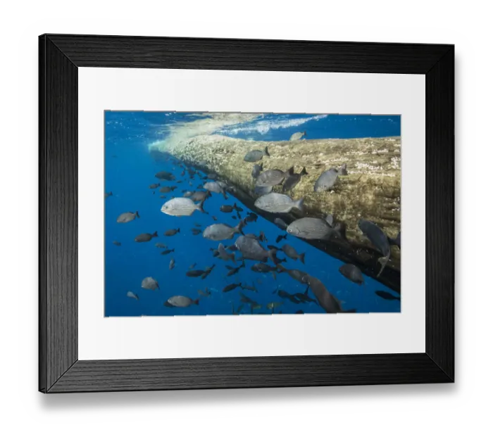 Framed Print : Fish seeking shelter around floating tree in open ocean. Off coast of Cocos Island National Park Framed Print : Fish seeking shelter around floating tree in open ocean. Off coast of Cocos Island National Park
