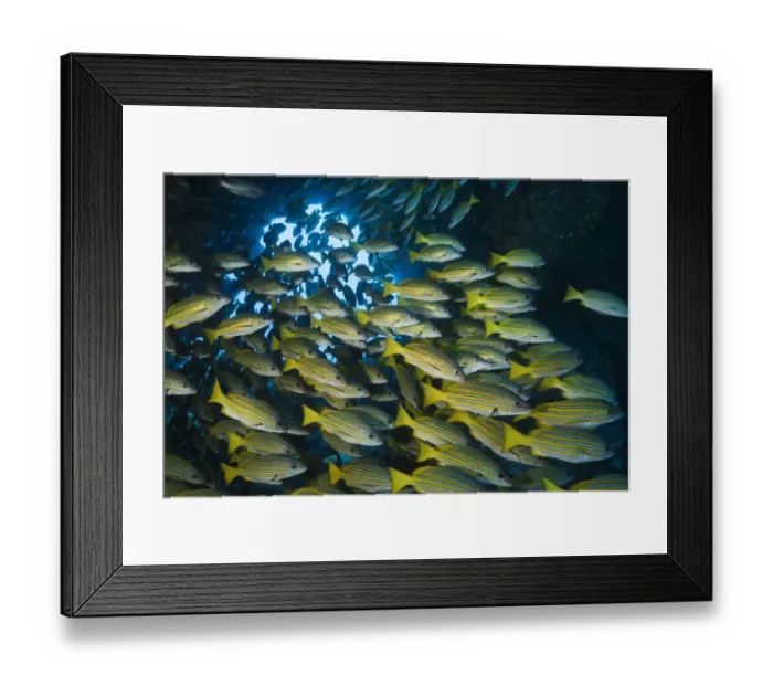 Framed Print : Blue-lined snapper (Lutjanus kasmira) shoal. Cocos Island National Park, Costa Rica Framed Print : Blue-lined snapper (Lutjanus kasmira) shoal. Cocos Island National Park, Costa Rica