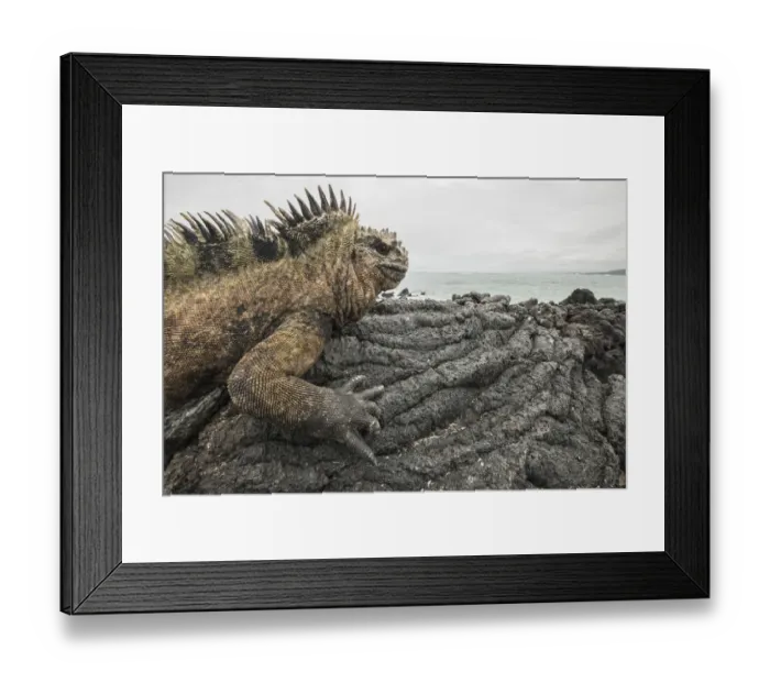 Framed Print : Marine iguana (Amblyrhynchus cristatus) basking on volcanic rock at coast. Isabela Island Framed Print : Marine iguana (Amblyrhynchus cristatus) basking on volcanic rock at coast. Isabela Island