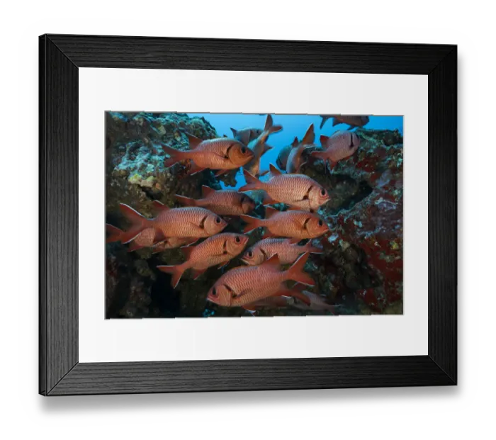 Framed Print : Squirrelfish (Holocentrus sp) shoal amongst rocks. Near Cocos Island National Park, Costa Rica Framed Print : Squirrelfish (Holocentrus sp) shoal amongst rocks. Near Cocos Island National Park, Costa Rica