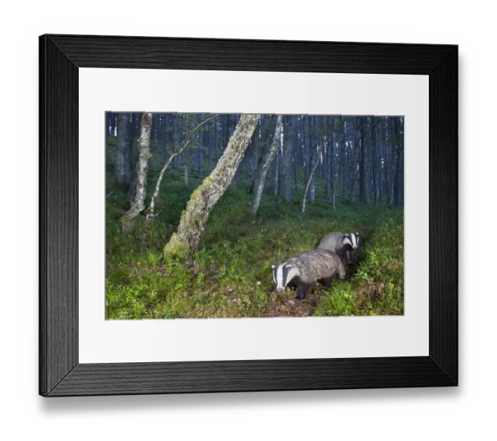 Framed Print : Eurasian badger (Meles meles), two foraging in Pine (Pinus sp) woodland. Glenfeshie Framed Print : Eurasian badger (Meles meles), two foraging in Pine (Pinus sp) woodland. Glenfeshie