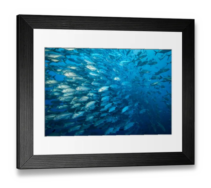 Framed Print : Bigeye trevally (Caranx sexfasciatus), a large shoal. Cocos Island National Park, Costa Rica Framed Print : Bigeye trevally (Caranx sexfasciatus), a large shoal. Cocos Island National Park, Costa Rica