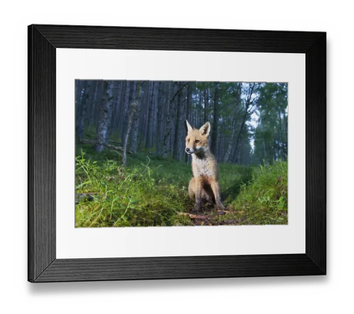 Framed Print : Red fox (Vulpes vulpes) cub sitting in coniferous woodland clearing at dusk. Glenfeshie Framed Print : Red fox (Vulpes vulpes) cub sitting in coniferous woodland clearing at dusk. Glenfeshie