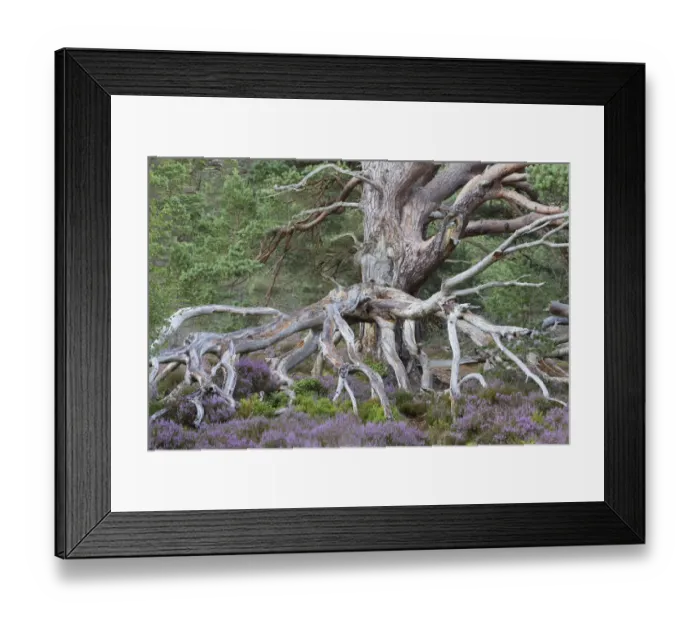 Framed Print : Ancient Scots pine (Pinus sylvestris) amongst flowering Common heather / Ling (Calluna vulgaris) Framed Print : Ancient Scots pine (Pinus sylvestris) amongst flowering Common heather / Ling (Calluna vulgaris)