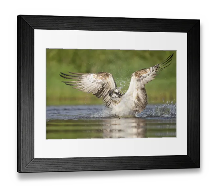 Framed Print : Osprey (Pandion haliaetus) fishing. Rothiemurchus, Cairngorms National Park, Scotland, UK Framed Print : Osprey (Pandion haliaetus) fishing. Rothiemurchus, Cairngorms National Park, Scotland, UK