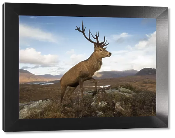 Red deer (Cervus elaphus) stag in upland landscape. Lochcarron, Highlands, Scotland, UK