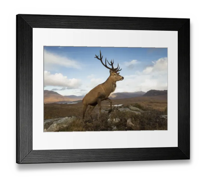Framed Print : Red deer (Cervus elaphus) stag in upland landscape. Lochcarron, Highlands, Scotland, UK Framed Print : Red deer (Cervus elaphus) stag in upland landscape. Lochcarron, Highlands, Scotland, UK