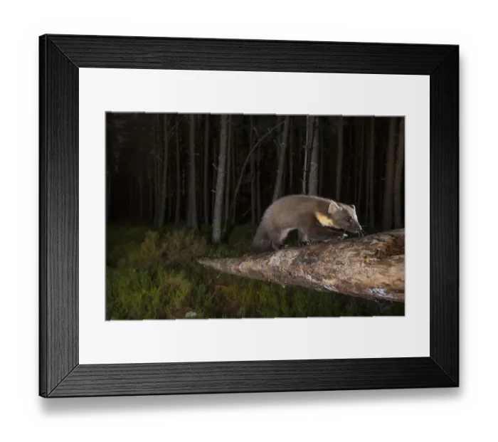 Framed Print : Pine marten (Martes martes) foraging in Pine (Pinus sp) woodland at night. Glenfeshie Framed Print : Pine marten (Martes martes) foraging in Pine (Pinus sp) woodland at night. Glenfeshie