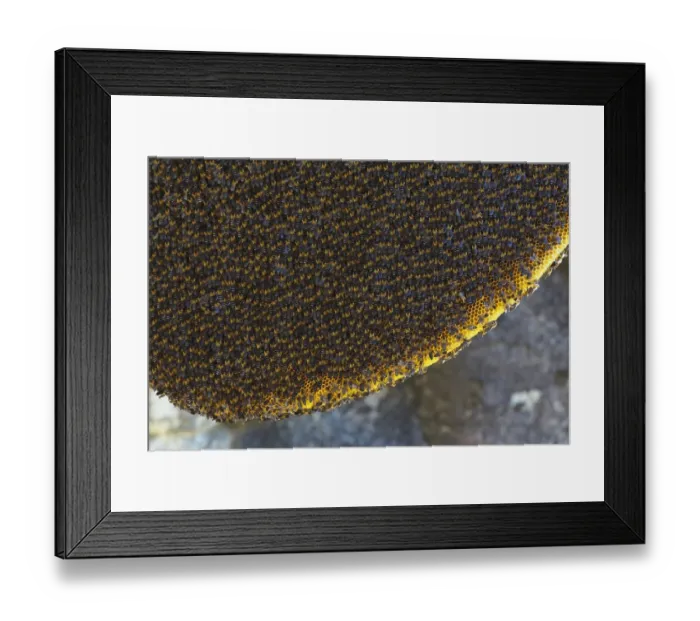 Framed Print : Himalayan honey bees (Apis dorsata laboriosa) on comb, Mount Namjagbarwa, Yarlung Framed Print : Himalayan honey bees (Apis dorsata laboriosa) on comb, Mount Namjagbarwa, Yarlung