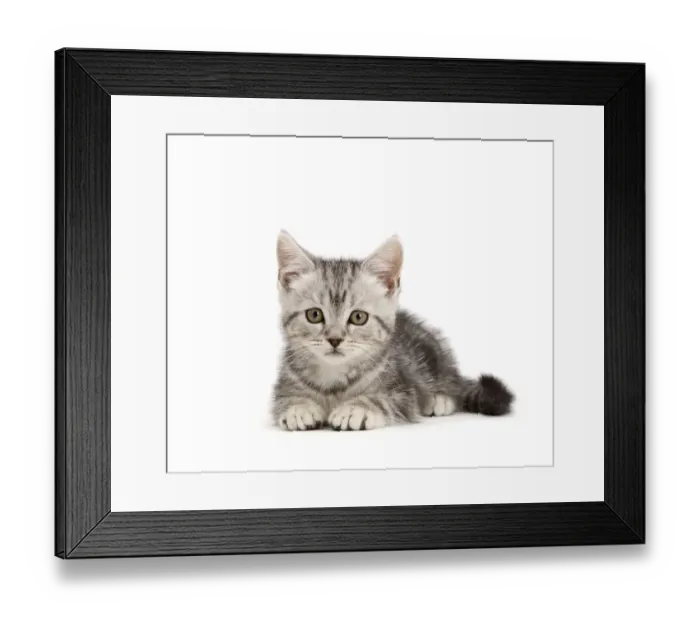 Framed Print : RF - Silver tabby kitten, age 10 weeks Framed Print : RF - Silver tabby kitten, age 10 weeks