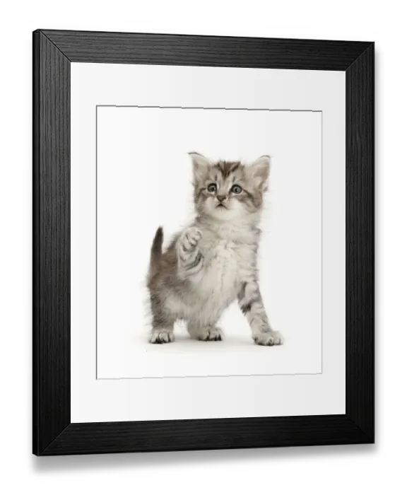 Framed Print : RF - Silver tabby kitten with raised paw Framed Print : RF - Silver tabby kitten with raised paw