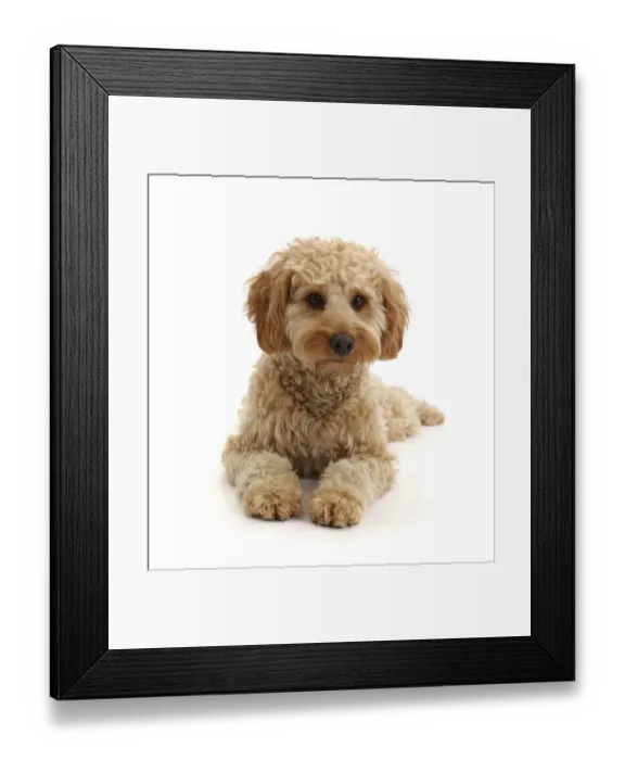 Framed Print : RF - Cavapoo dog, Monty, age 10 months, lying with head up Framed Print : RF - Cavapoo dog, Monty, age 10 months, lying with head up