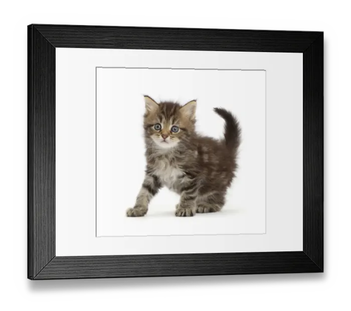 Framed Print : RF - Brown tabby kitten, age 6 weeks Framed Print : RF - Brown tabby kitten, age 6 weeks