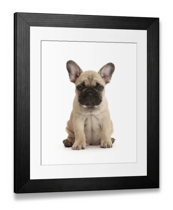 Framed Print : RF - French bulldog puppy, 7 weeks, sitting Framed Print : RF - French bulldog puppy, 7 weeks, sitting
