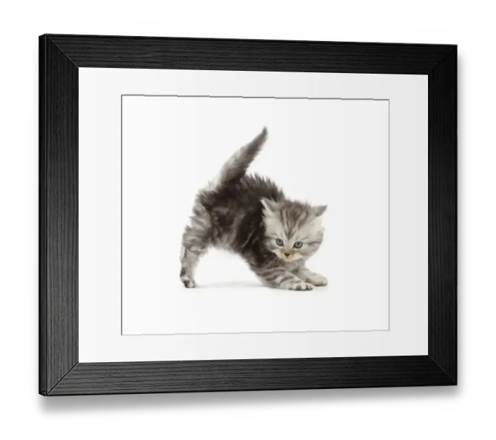 Framed Print : RF - Silver tabby Persian-cross kitten arching back in playful confrontation Framed Print : RF - Silver tabby Persian-cross kitten arching back in playful confrontation