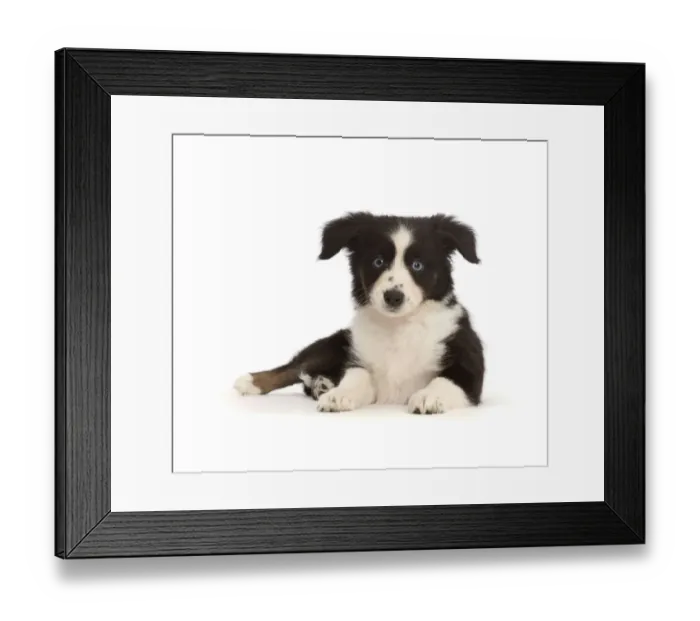 Framed Print : RF - Black-and-white Miniature American Shepherd puppy Framed Print : RF - Black-and-white Miniature American Shepherd puppy
