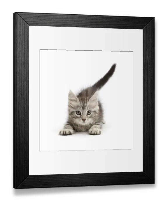 Framed Print : RF - Playful silver tabby kitten, Freya, age 8 weeks, lying down Framed Print : RF - Playful silver tabby kitten, Freya, age 8 weeks, lying down