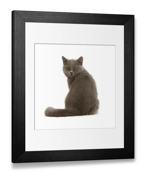 Framed Print : RF - Blue British Shorthair kitten, looking over shoulder Framed Print : RF - Blue British Shorthair kitten, looking over shoulder