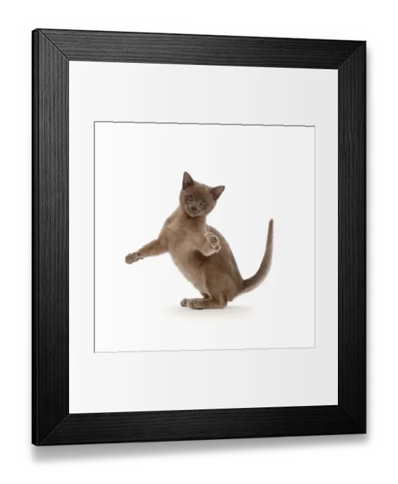Framed Print : Blue Burmese kitten, swiping with a paw Framed Print : Blue Burmese kitten, swiping with a paw