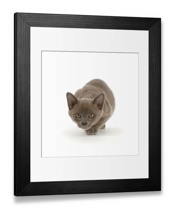 Framed Print : Blue Burmese kitten, prowling Framed Print : Blue Burmese kitten, prowling