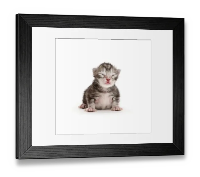 Framed Print : Tiny silver tabby kitten, Freya, 2 days Framed Print : Tiny silver tabby kitten, Freya, 2 days
