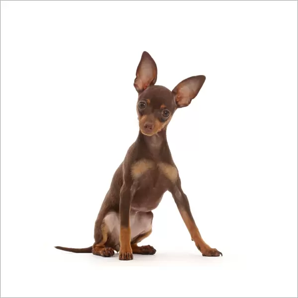 Brown-and-tan Miniature Pinscher puppy, with ears up