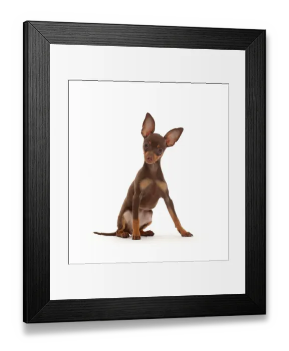 Framed Print : Brown-and-tan Miniature Pinscher puppy, with ears up