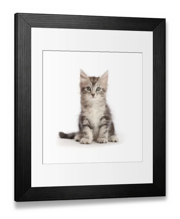 Framed Print : Silver tabby kitten, Freya, age 6 weeks, sitting Framed Print : Silver tabby kitten, Freya, age 6 weeks, sitting