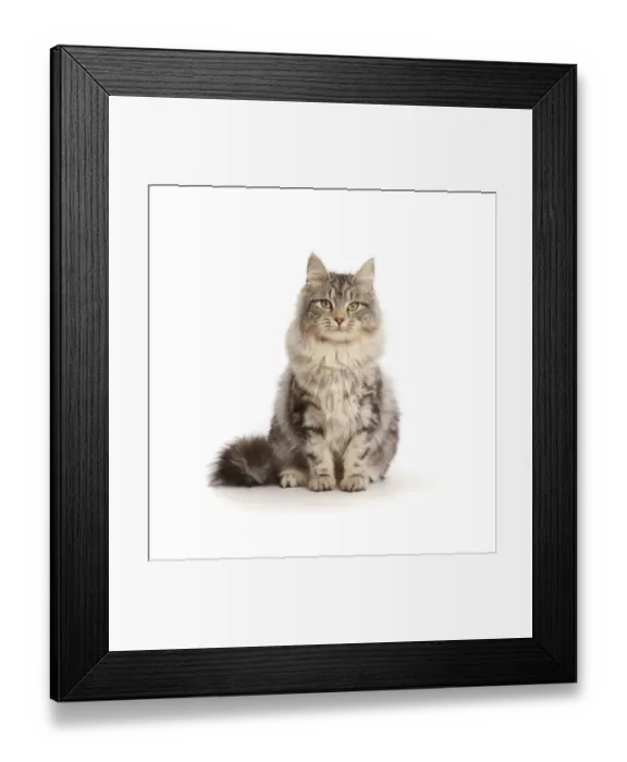 Framed Print : Silver tabby cat, Freya, age 6 months Framed Print : Silver tabby cat, Freya, age 6 months